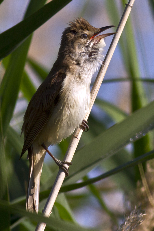 Büyük kamışçın