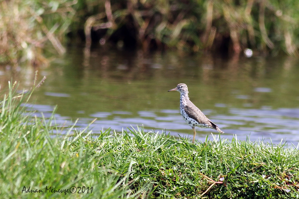 Benekli düdükçün