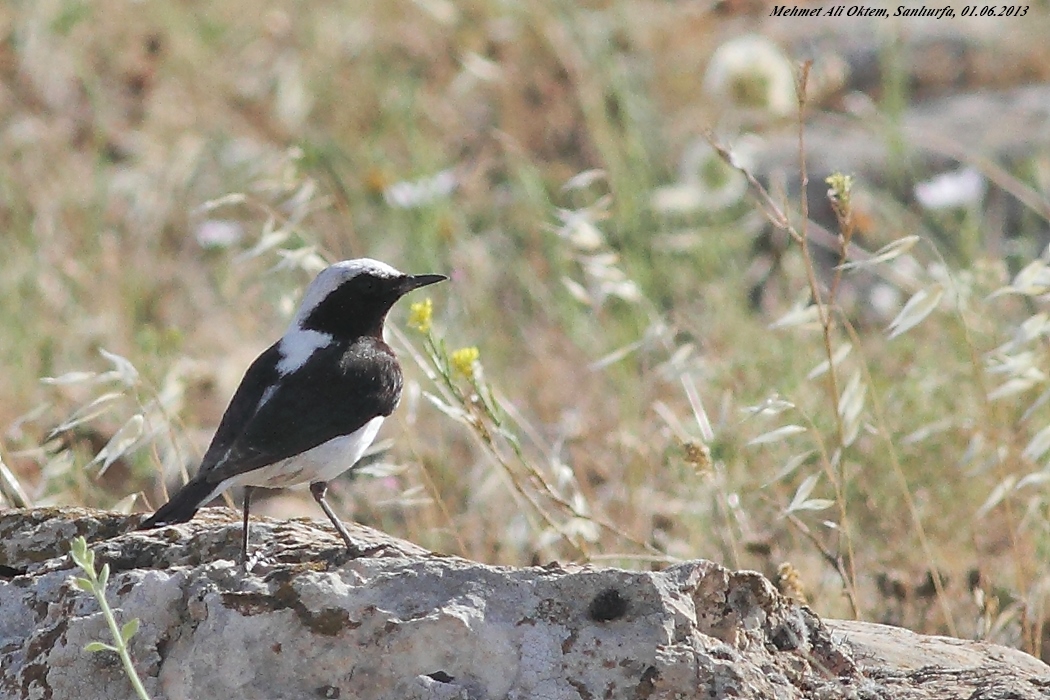 Aksırtlı kuyrukkakan