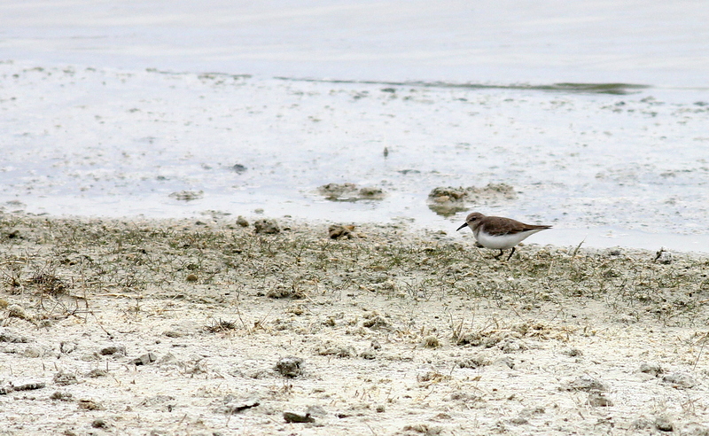 Sarıbacaklı kumkuşu