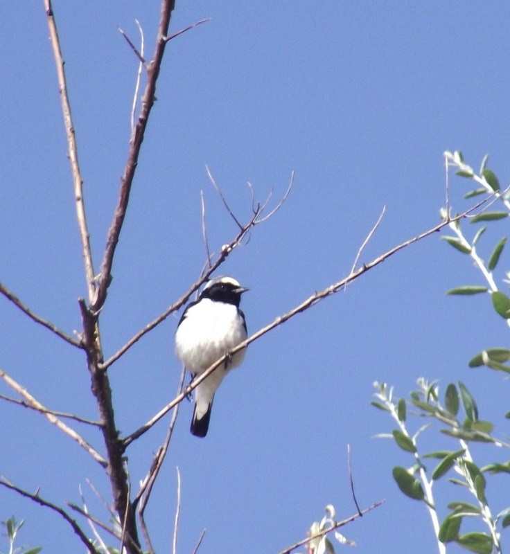 Aksırtlı kuyrukkakan