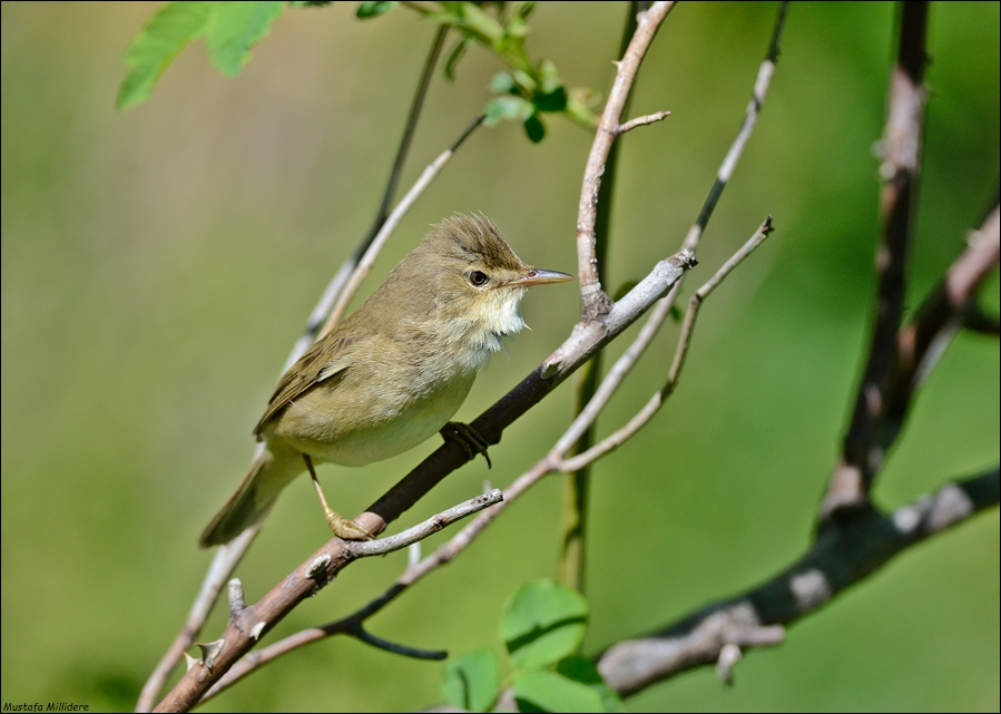 Çalı kamışçını