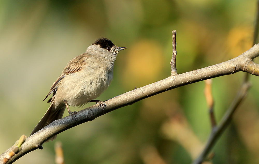 Karabaşlı ötleğen