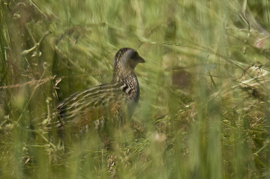Bıldırcınkılavuzu