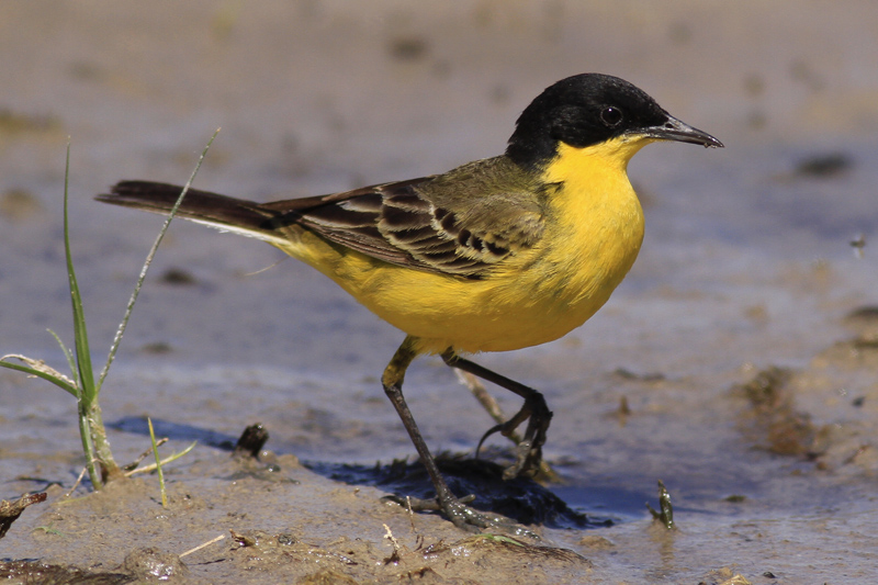 Sarı kuyruksallayan
