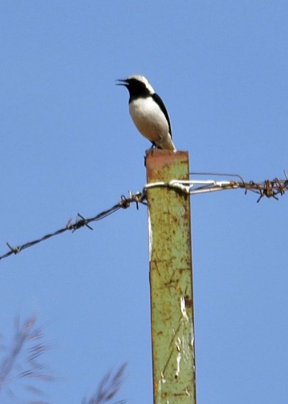 Aksırtlı kuyrukkakan