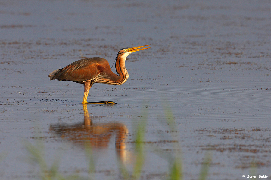 Erguvani balıkçıl