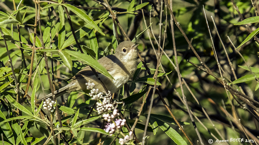Akgerdanlı ötleğen
