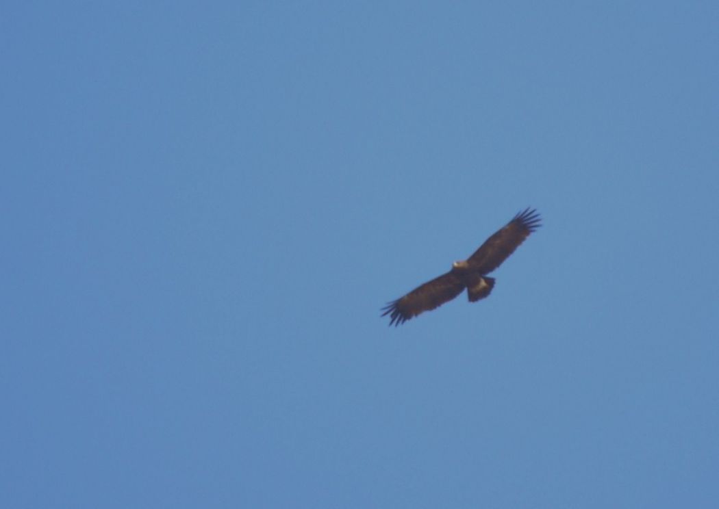 Büyük orman kartalı