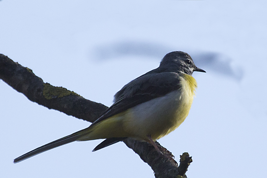 Dağ kuyruksallayanı