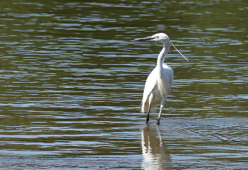 Küçük ak balıkçıl