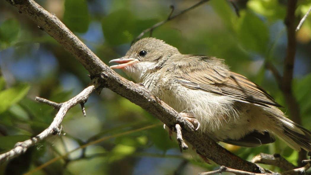 Akgerdanlı ötleğen