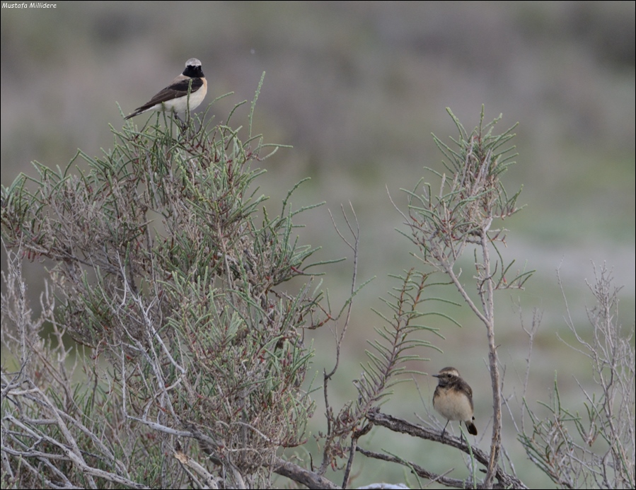 Kıbrıs kuyrukkakanı