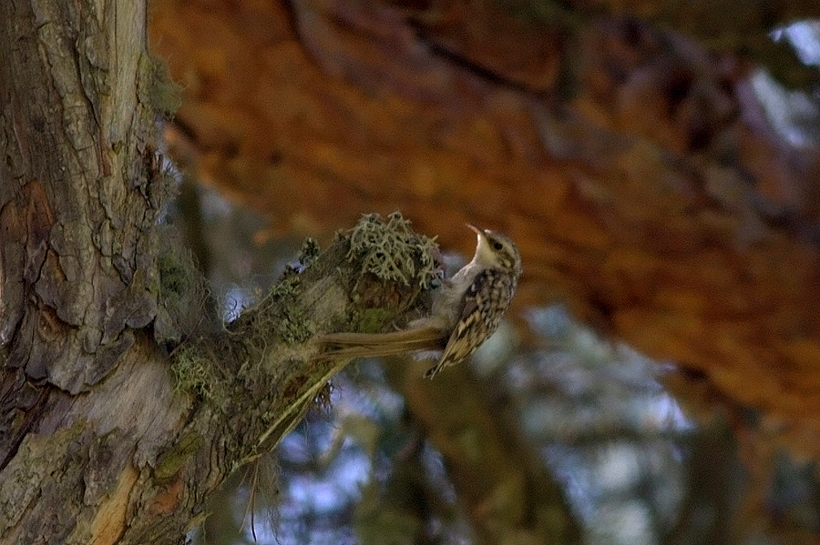 Orman tırmaşıkkuşu