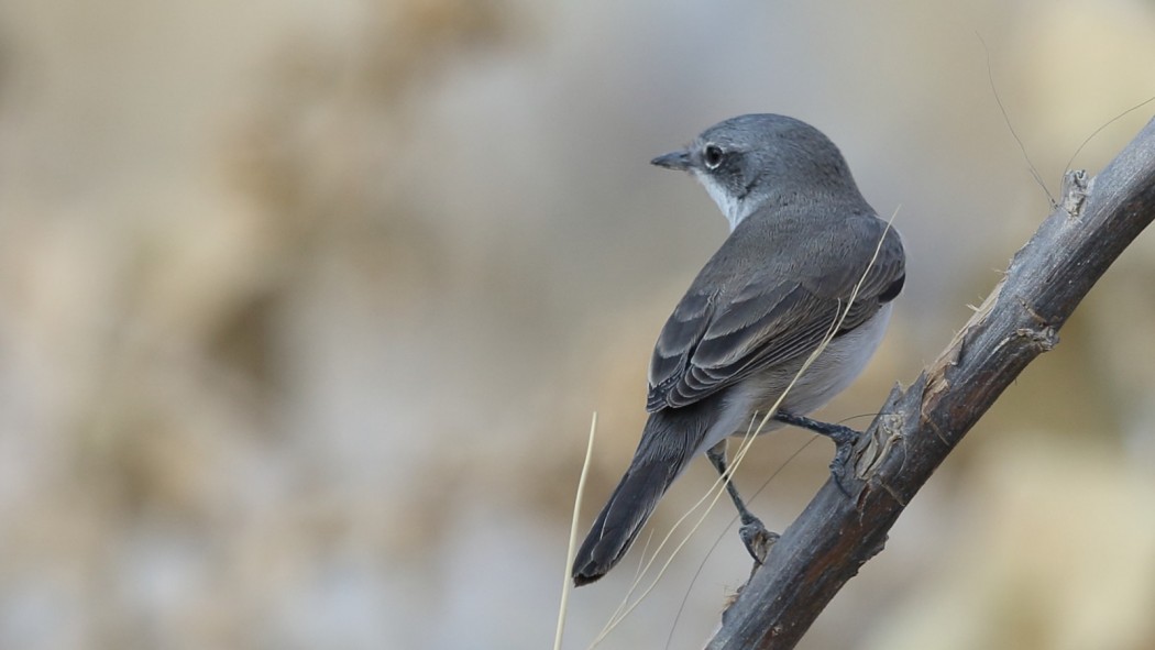 Küçük akgerdanlı ötleğen