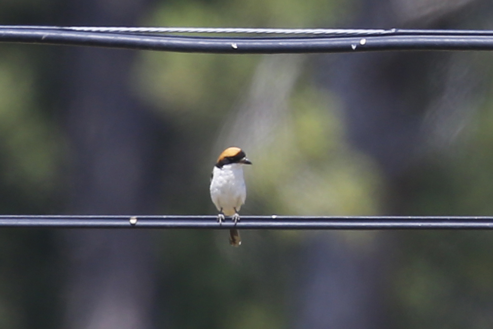 Kızılbaşlı örümcekkuşu