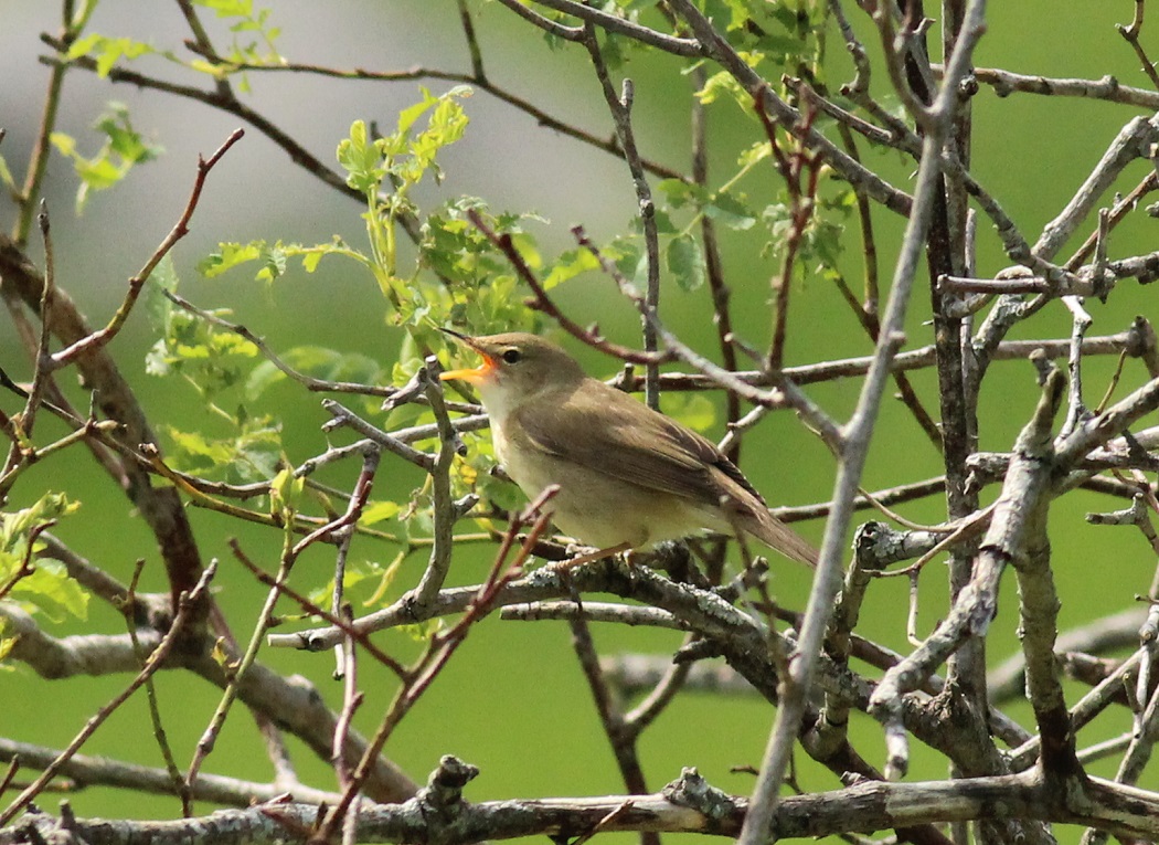 Çalı kamışçını