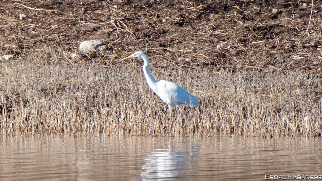 Büyük ak balıkçıl