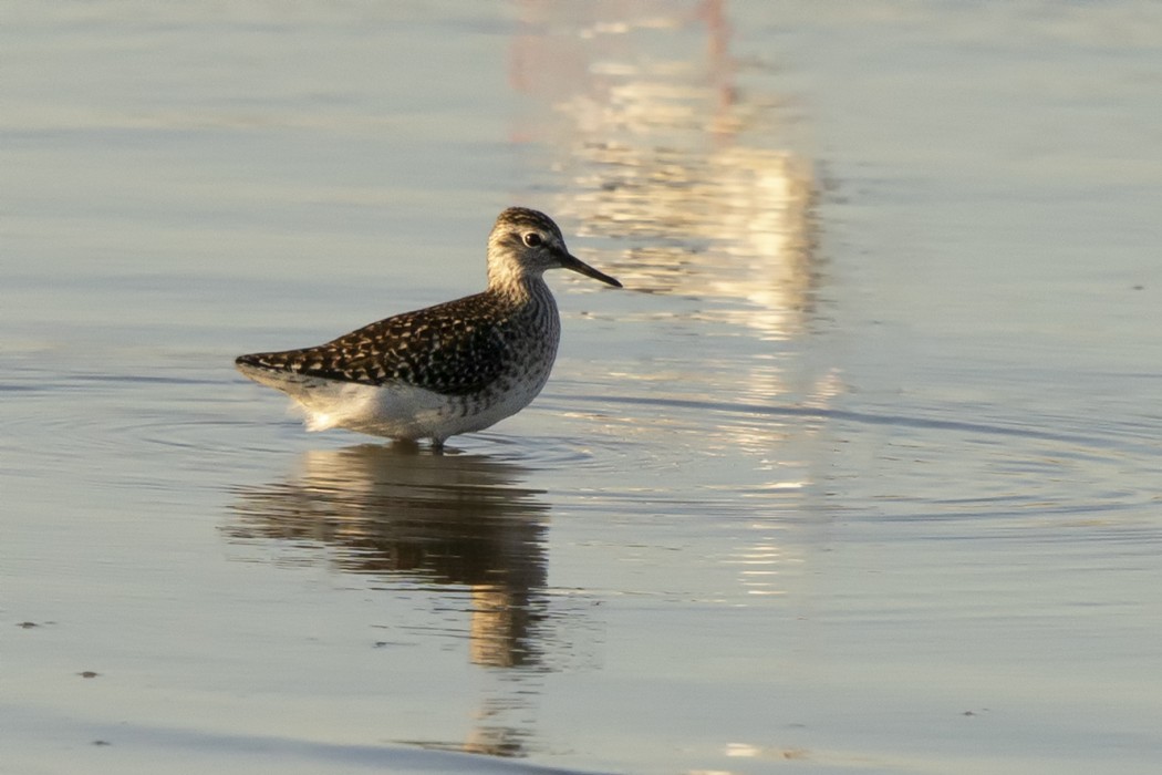 Orman düdükçünü