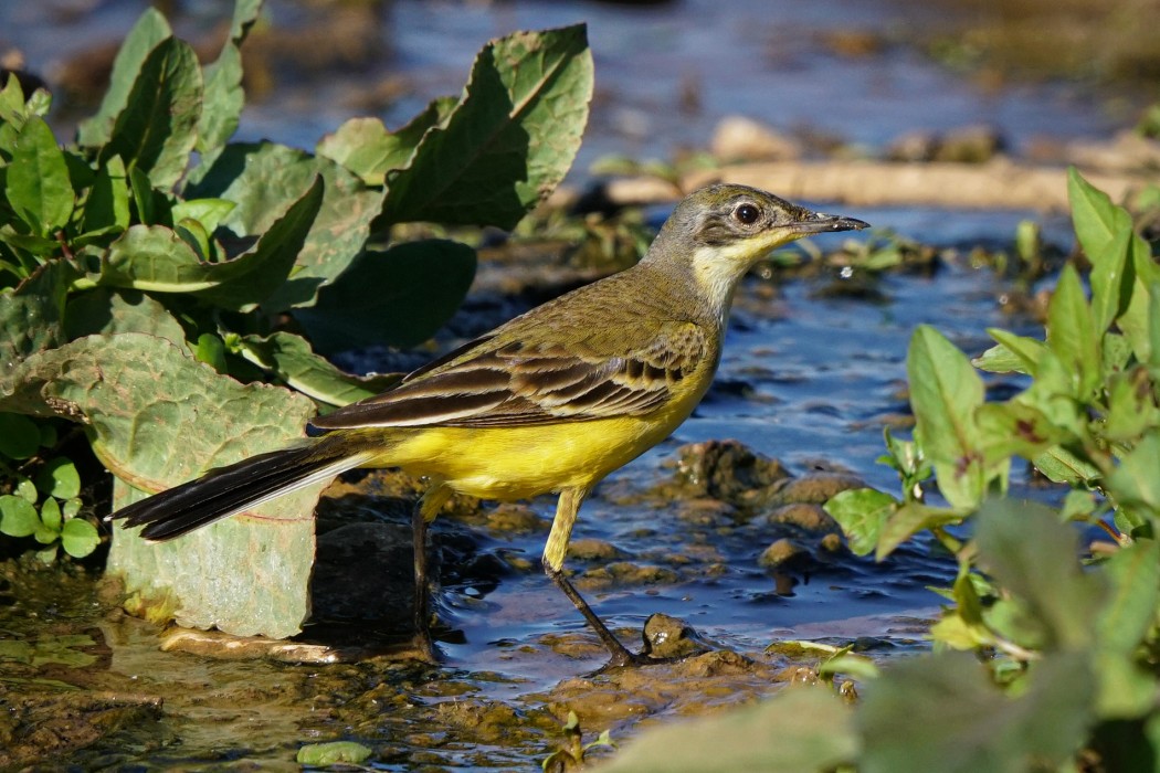 Sarı kuyruksallayan