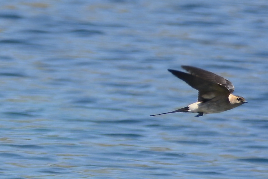 Kızıl kırlangıç