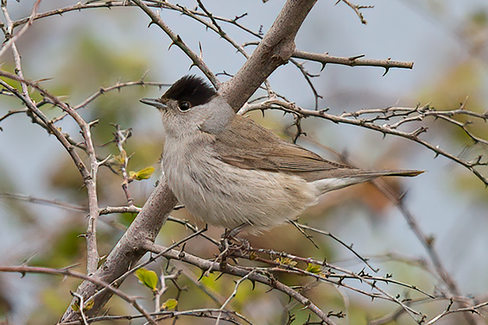 Karabaşlı ötleğen