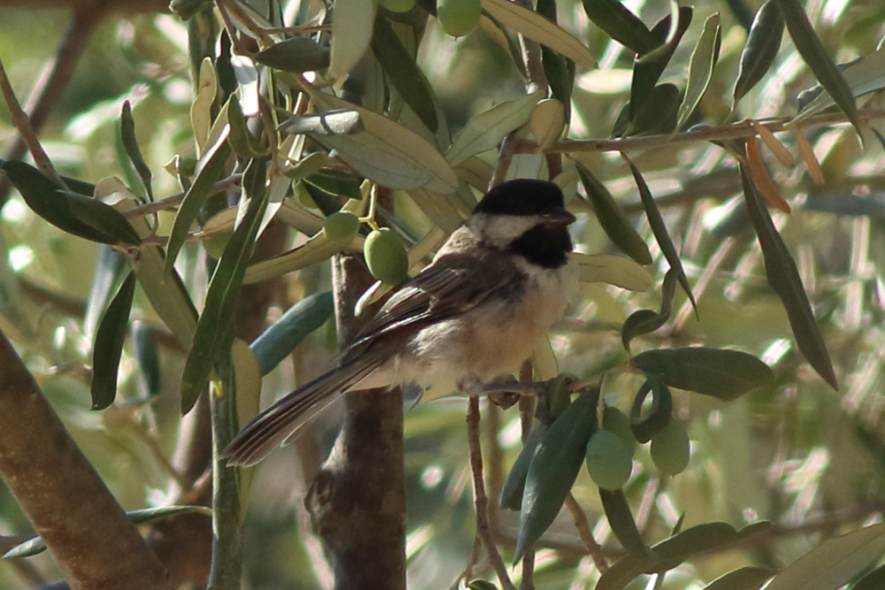 Akyanaklı baştankara