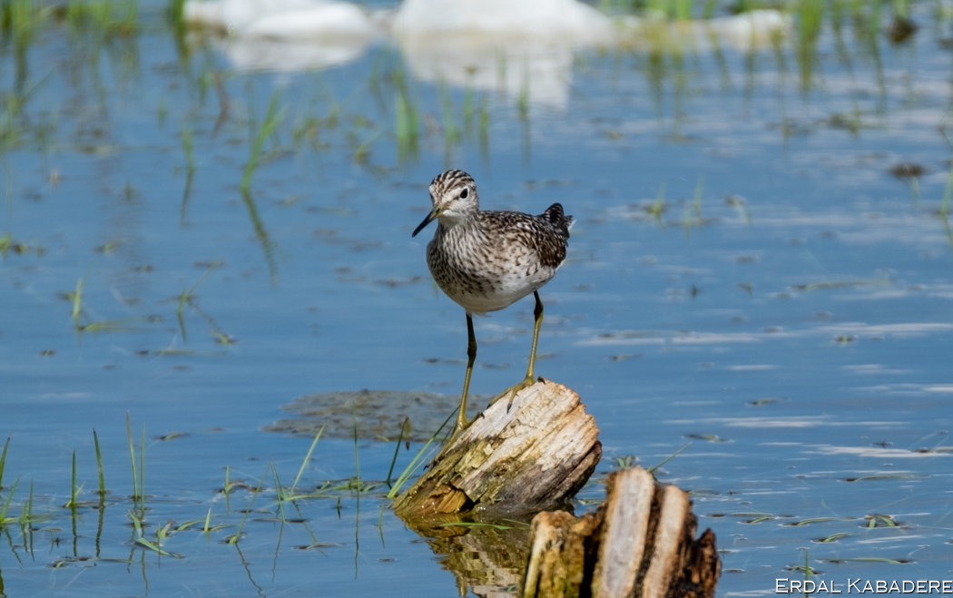 Orman düdükçünü