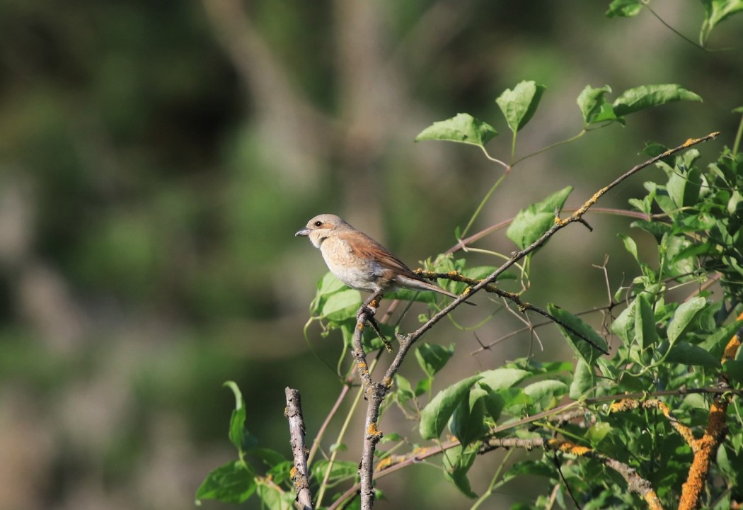 Kızılsırtlı örümcekkuşu