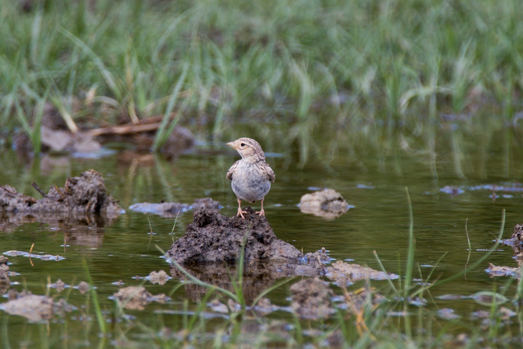 Türkistan çorak toygarı
