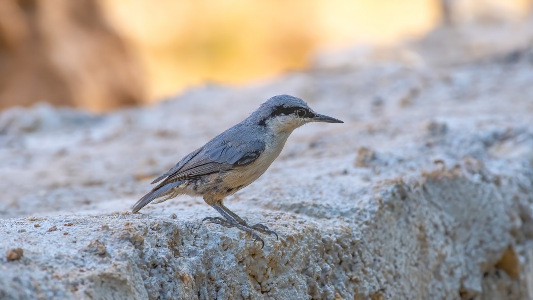 Büyük kaya sıvacısı