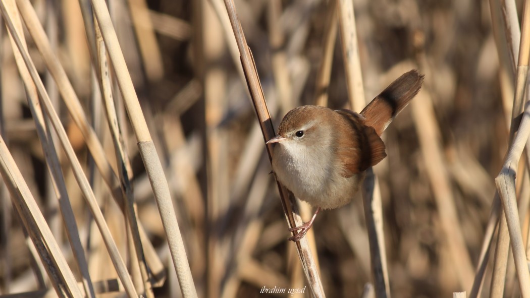 Kamışbülbülü