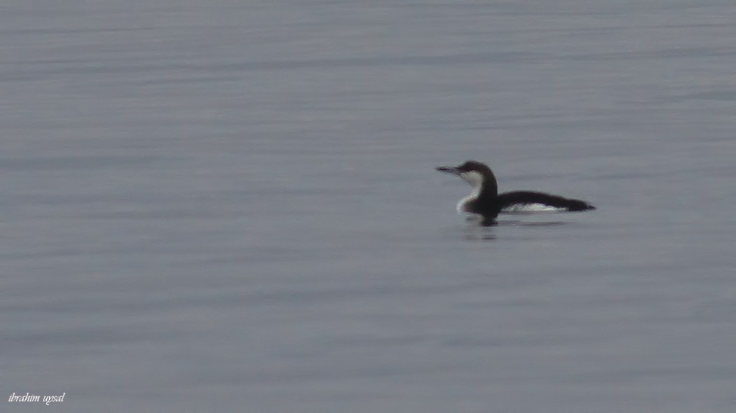 Karagerdanlı dalgıç