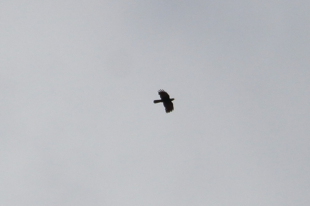 Sarıgagalı dağ kargası