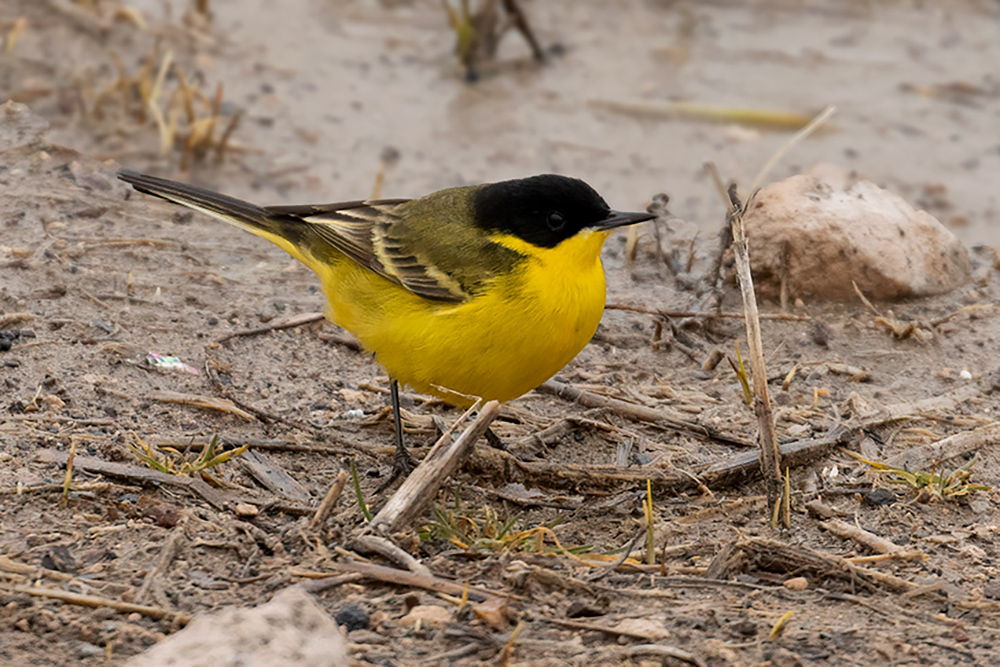 Sarı kuyruksallayan