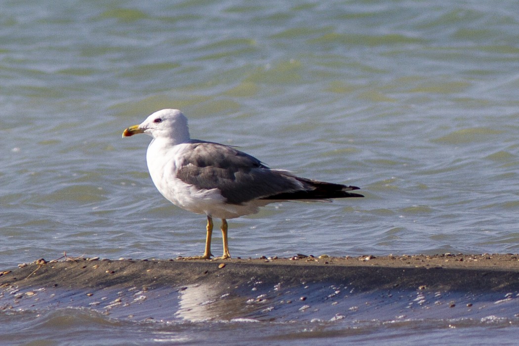 Van gölü martısı