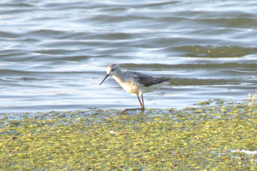 Bataklık düdükçünü