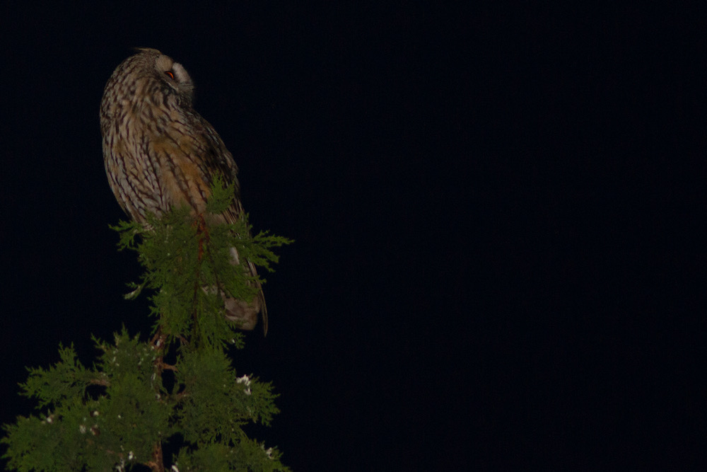 Kulaklı orman baykuşu