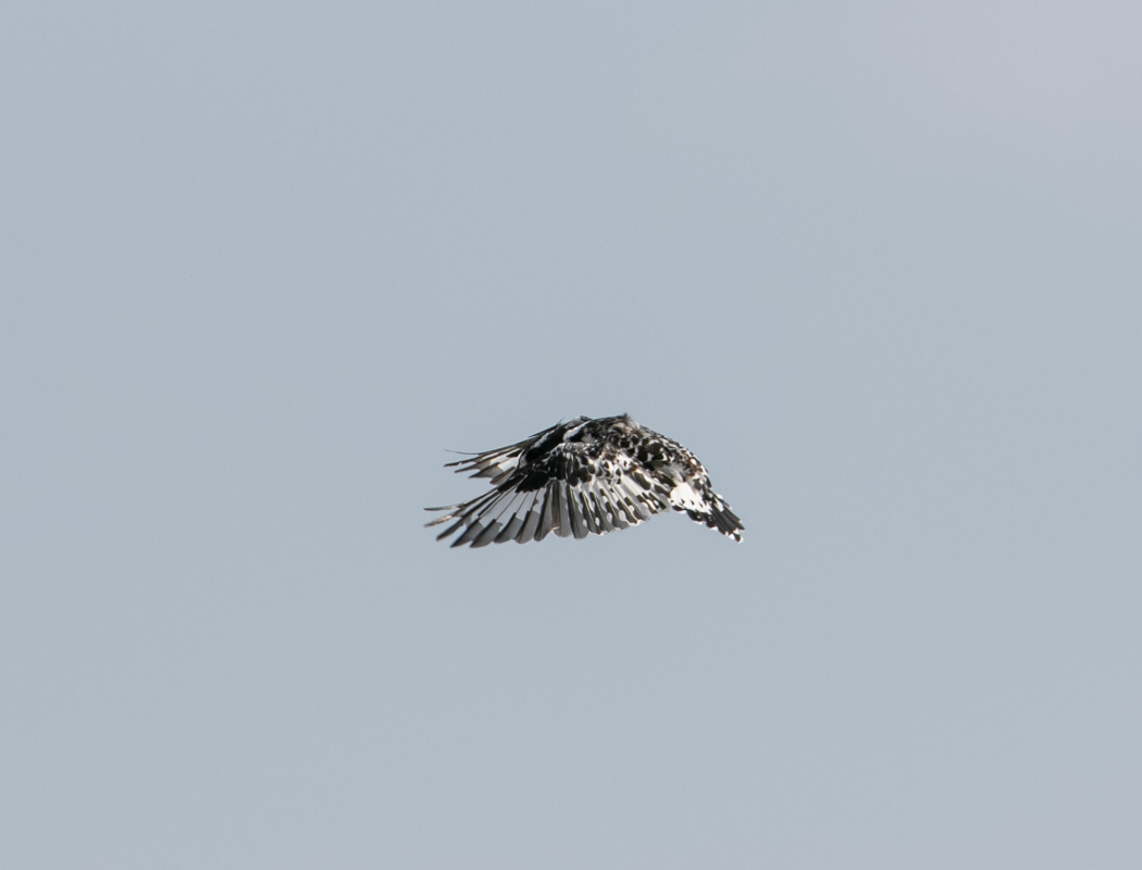 Alaca yalıçapkını