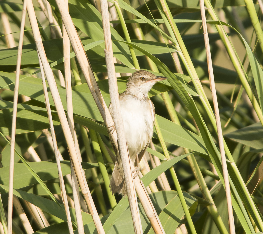 Büyük kamışçın