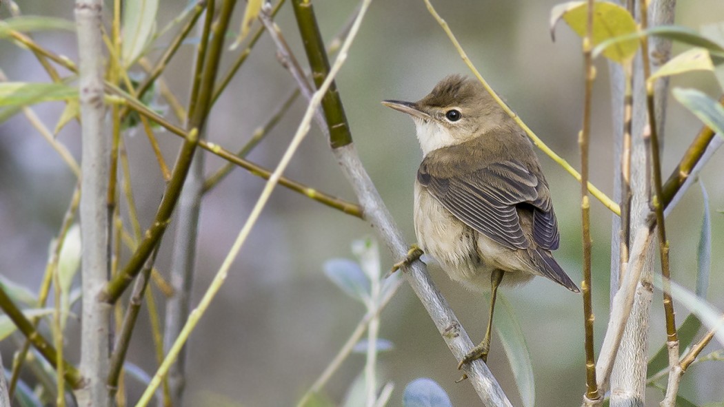 Çalı kamışçını