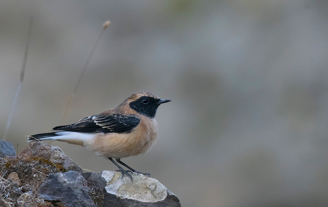 Karakulaklı kuyrukkakan