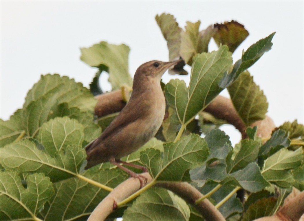 Bataklık kamışçını