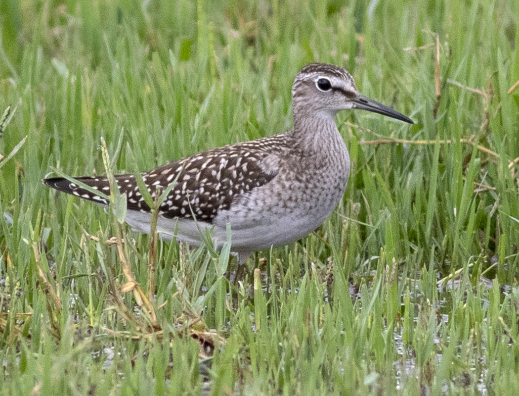 Orman düdükçünü