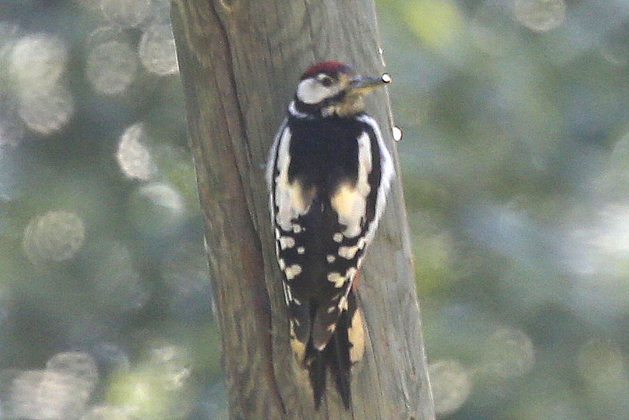 Orman alaca ağaçkakanı