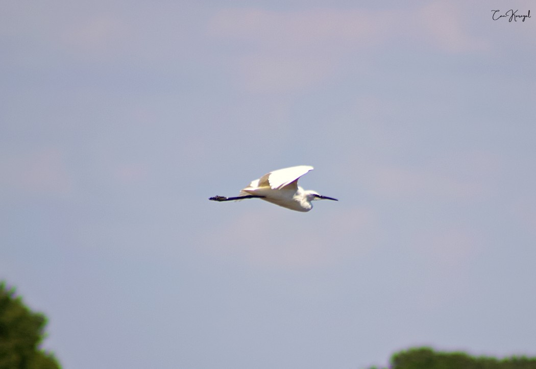 Küçük ak balıkçıl