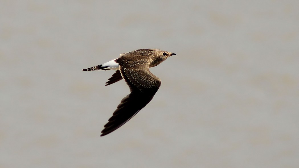 Bataklıkkırlangıcı