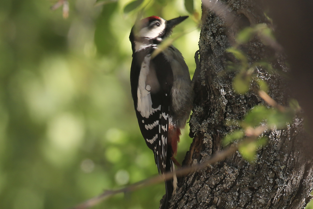 Orman alaca ağaçkakanı