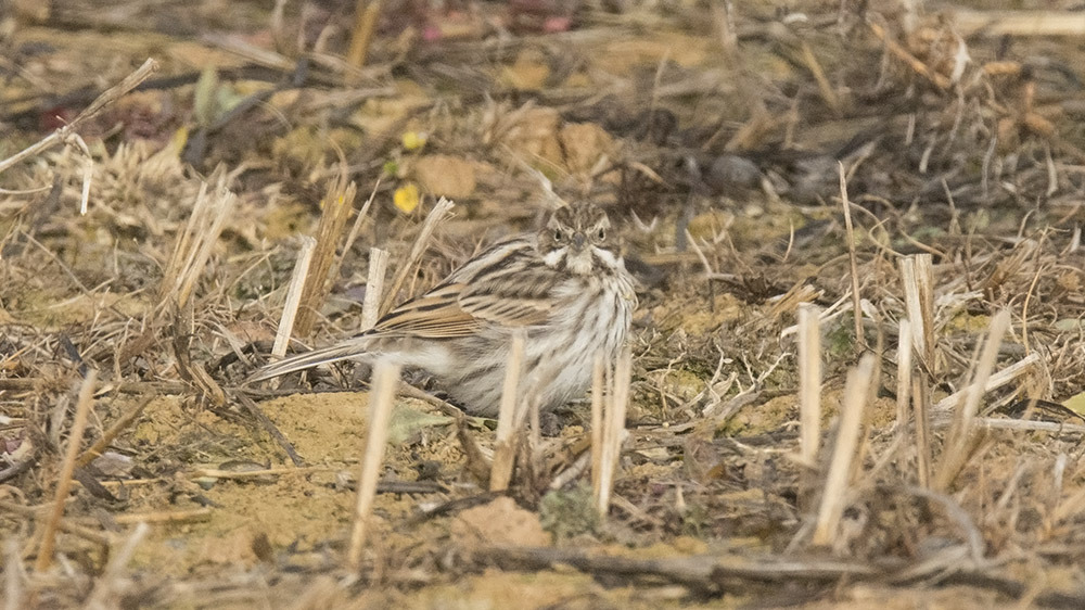 Bataklık Kirazkuşu