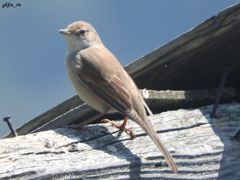 Akgerdanlı ötleğen
